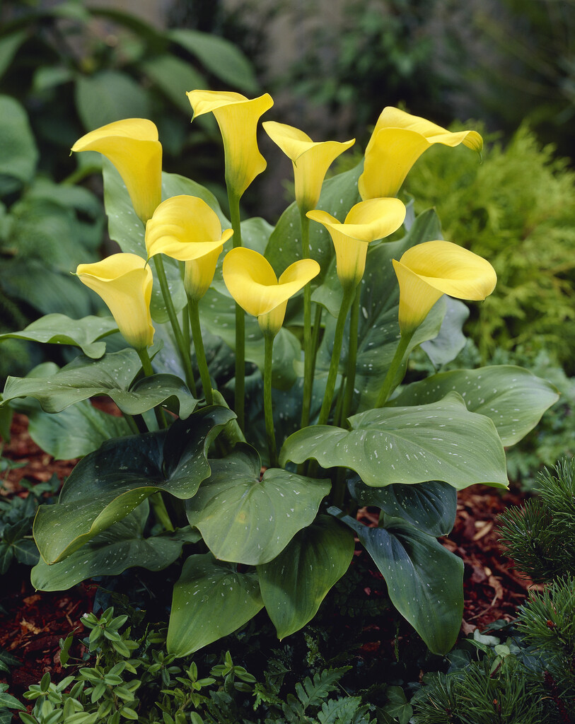arum lily 'Black Magic'
