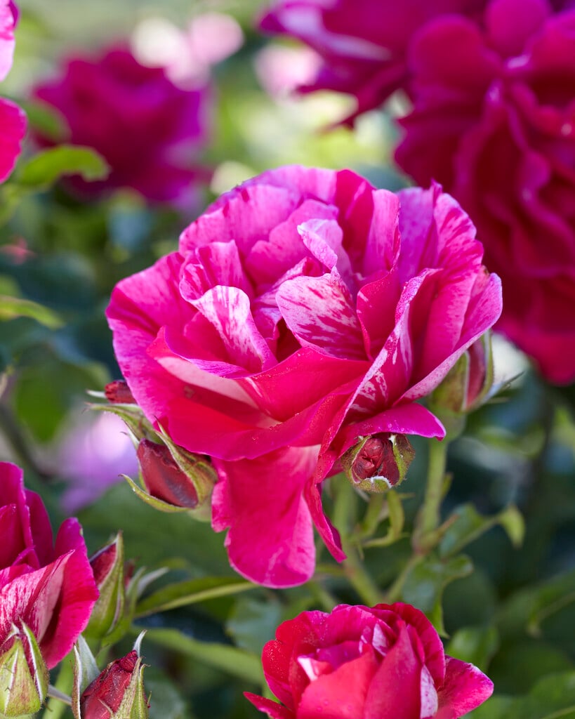 rose [Guy Savoy]