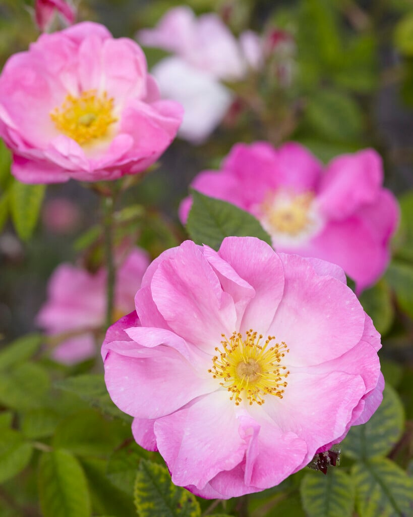 rose 'Complicata'
