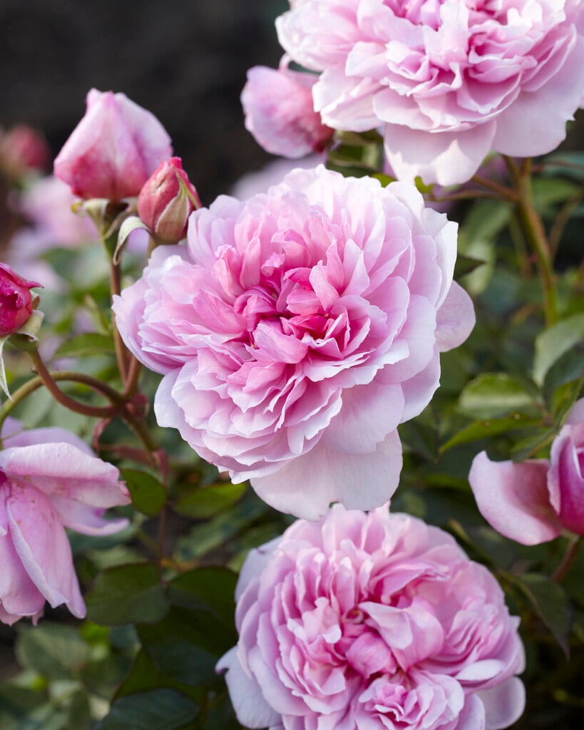 rose [Sister Elizabeth]