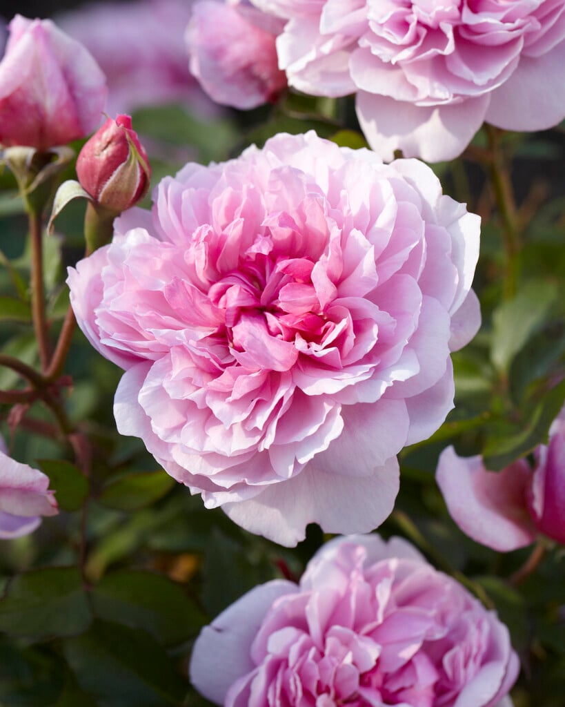 rose [Sister Elizabeth]