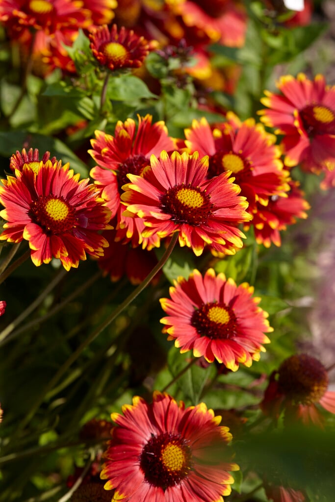 <i>Gaillardia</i> × <i>grandiflora</i> 'Bremen'