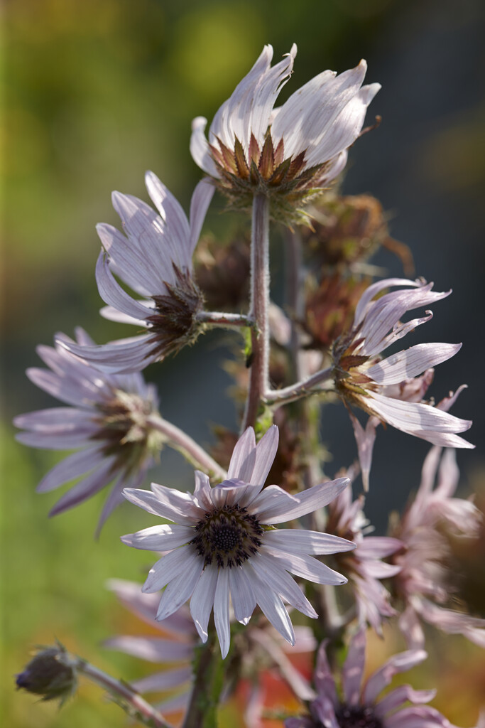 purple berkheya 'Silver Spike'