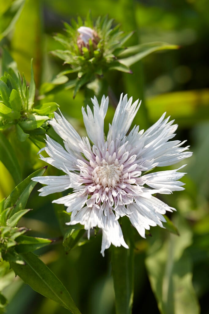 Stokes' aster 'Alba'