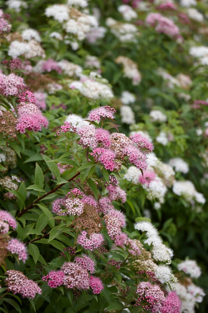 Japanese spiraea 'Genpei'
