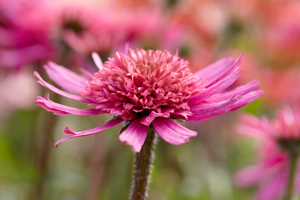coneflower [Mini Belle]