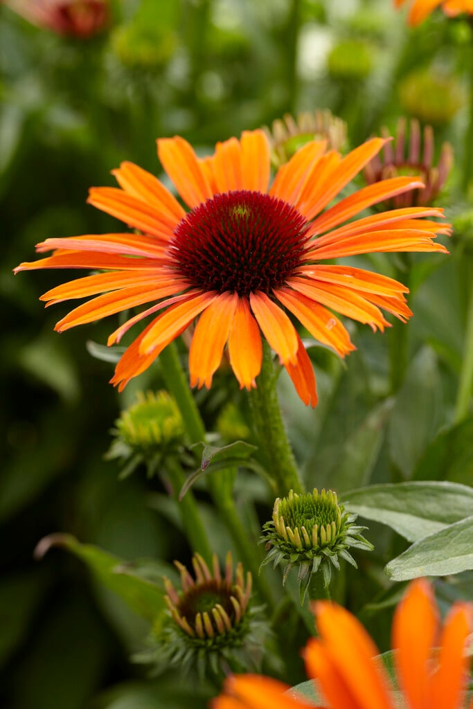 coneflower [Orange Skipper]