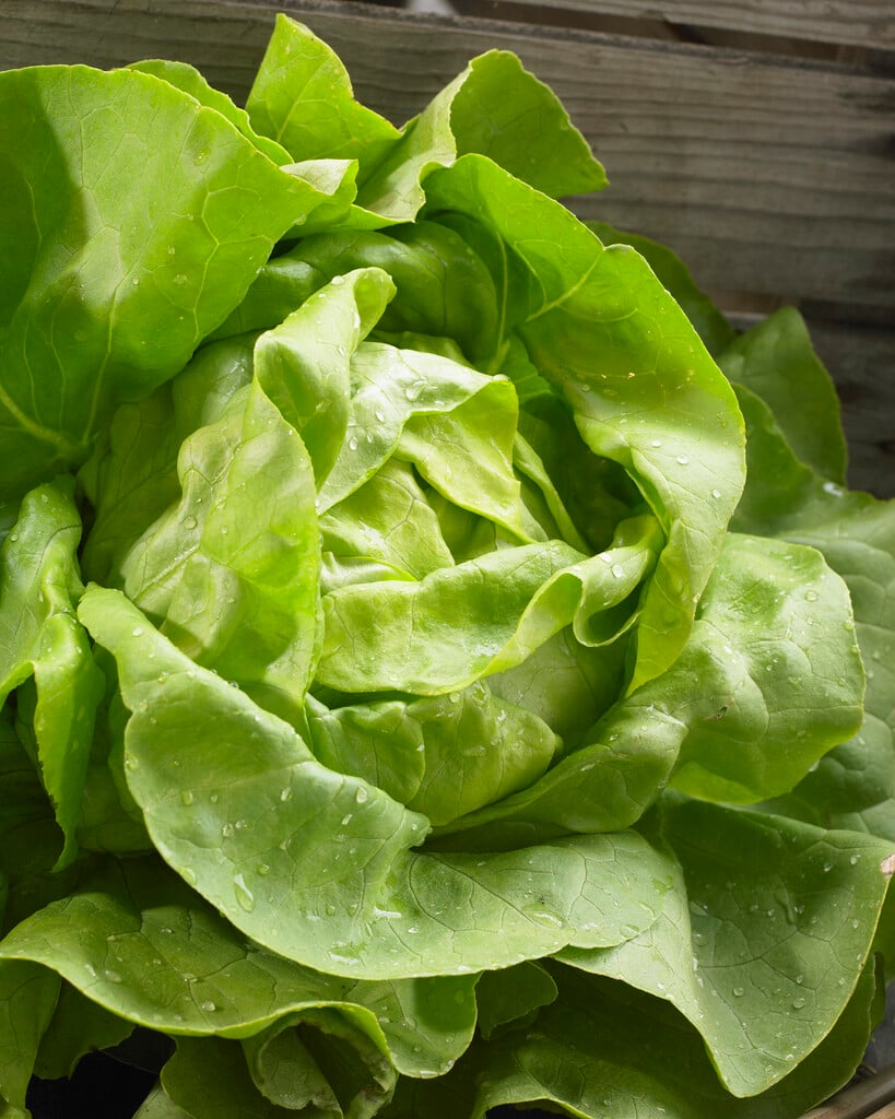 cabbage lettuce