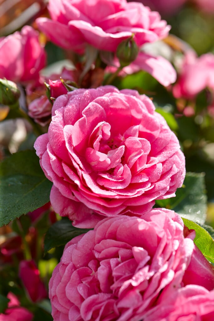 rose [Lea]