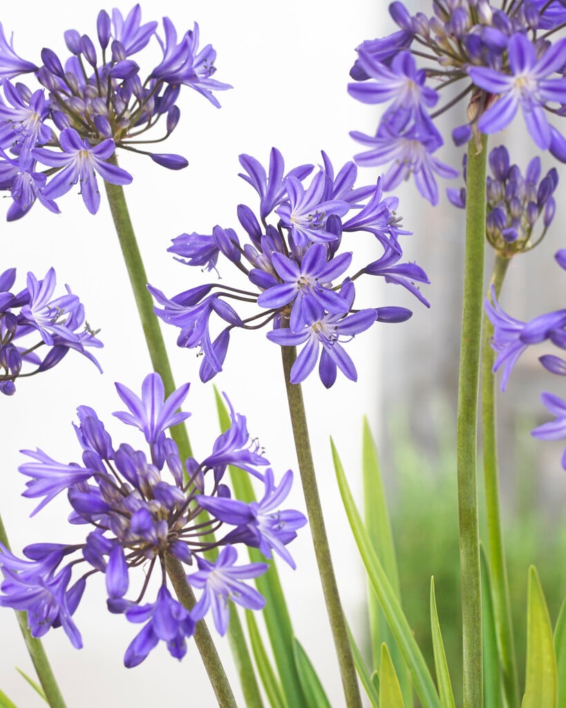 African lily 'Stardust'