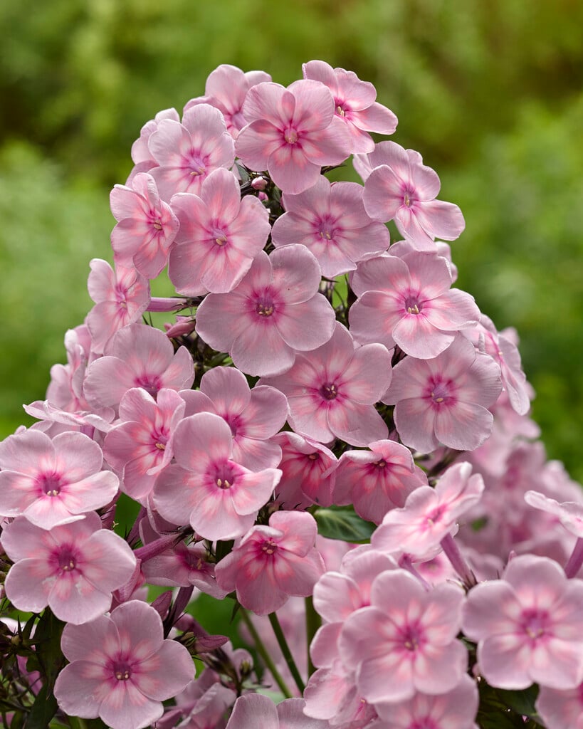 perennial phlox 'Rainbow Dancer'