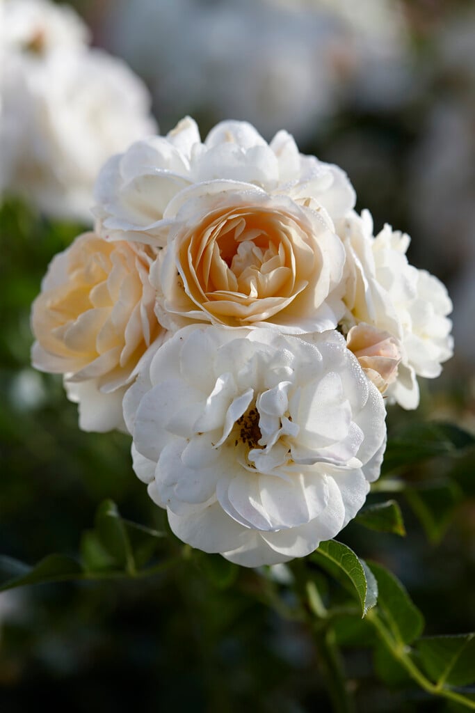rose [Sirius]