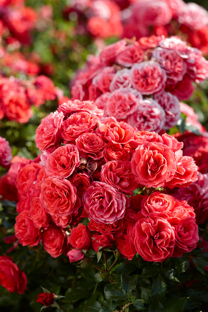 rose [Cherry Girl]