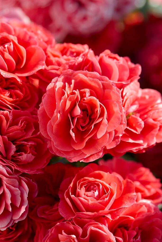 rose [Cherry Girl]
