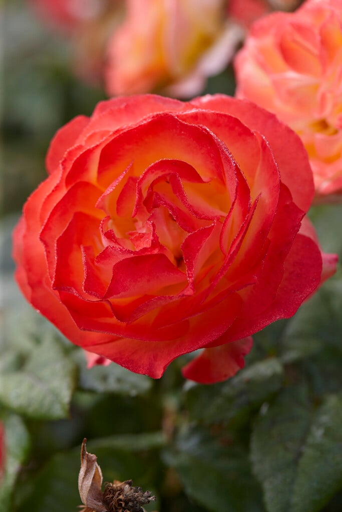 rose [City of Bradford]