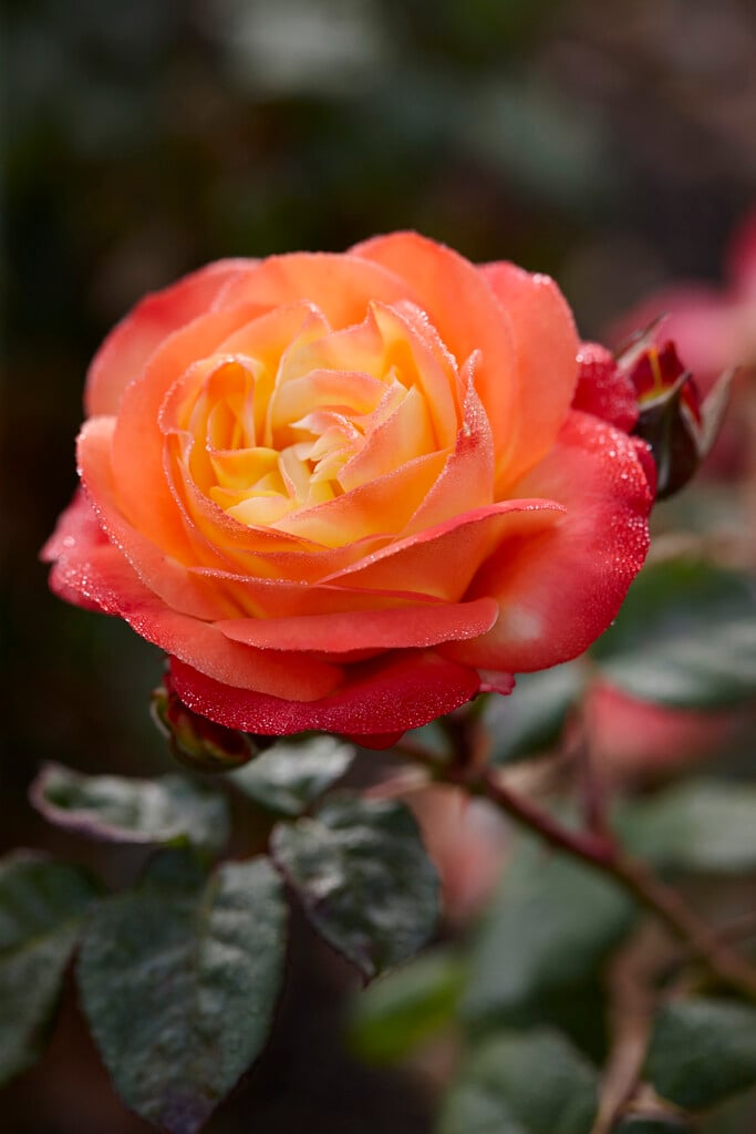 rose [City of Bradford]