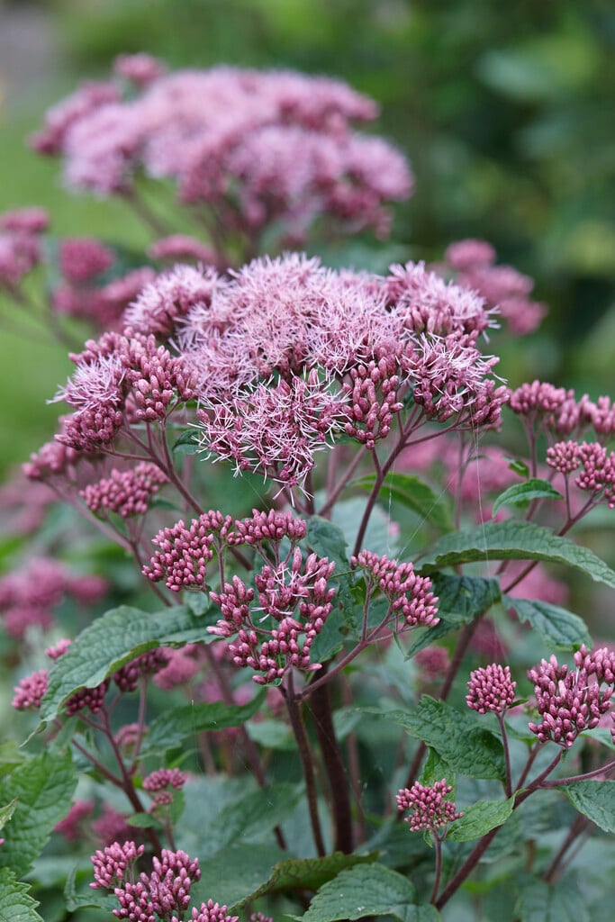 <em>Eutrochium</em> <em>maculatum</em> (Atropurpureum Group) 'Red Dwarf'