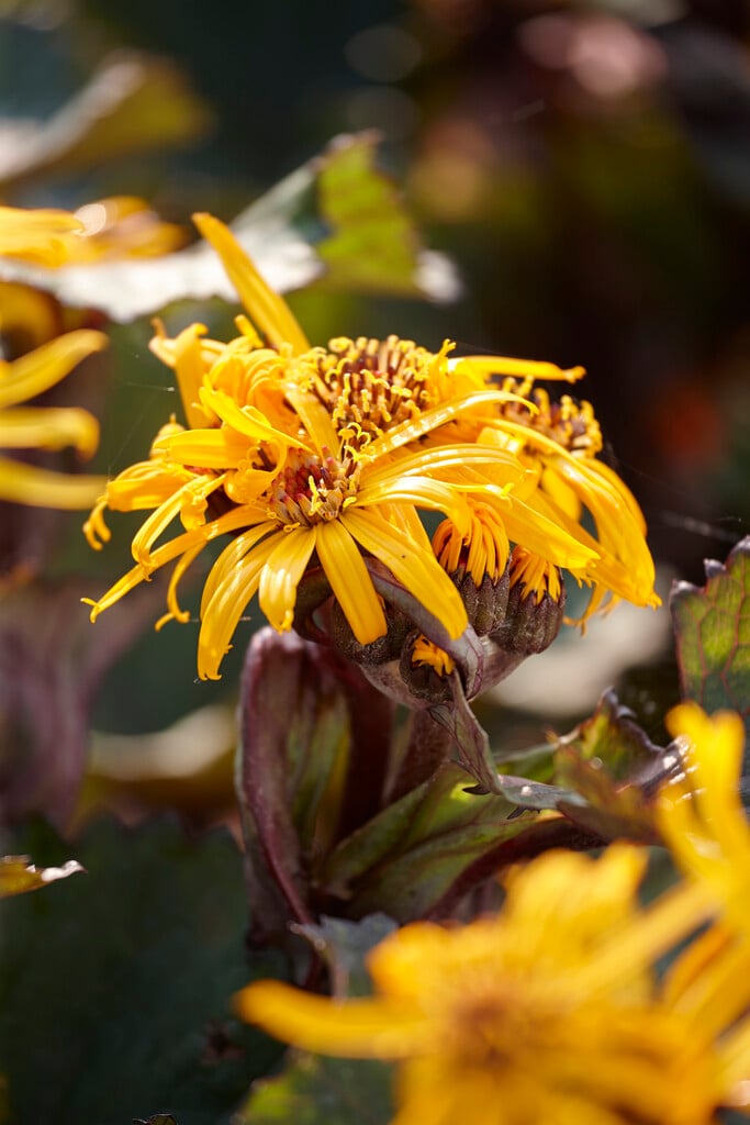 <i>Ligularia</i> <i>dentata</i> 'Twilight'