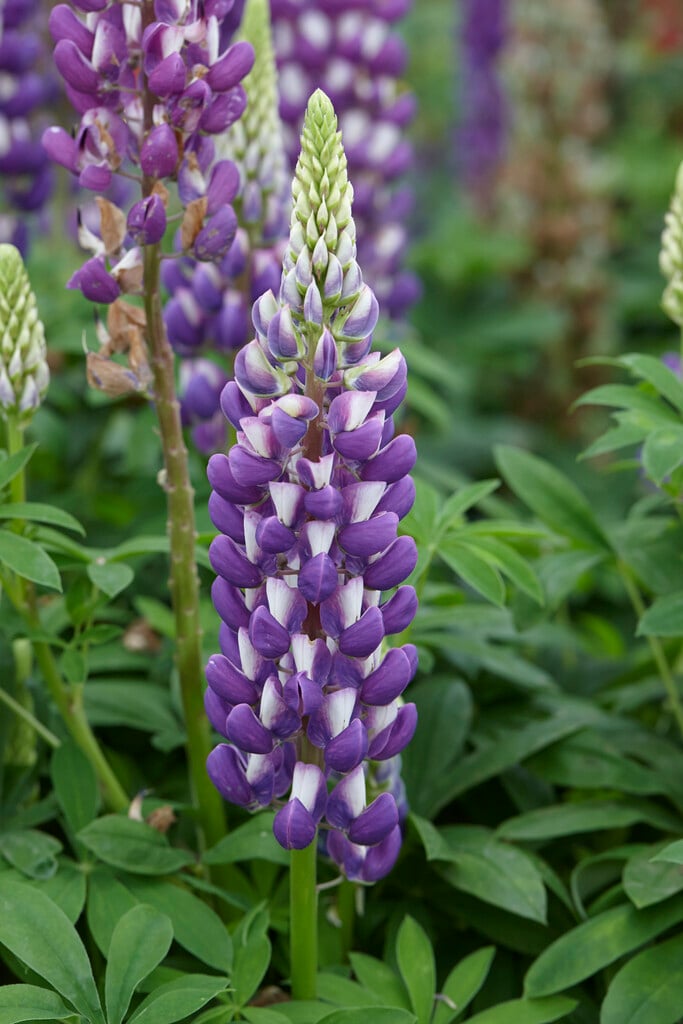 <i>Lupinus</i> 'Purple Swirl'