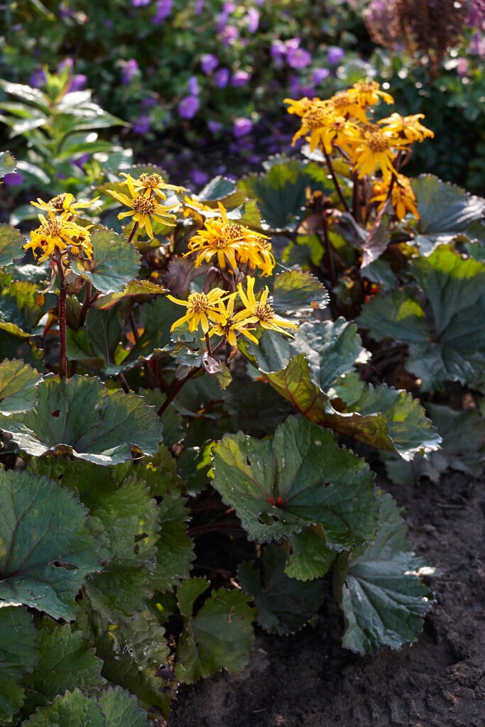 <i>Ligularia</i> <i>dentata</i> 'Twilight'