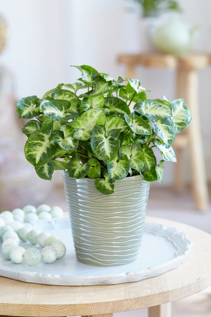 <i>Syngonium</i> <i>podophyllum</i> 'Pixie'