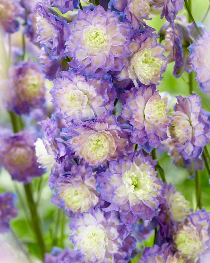delphinium 'Bolero'