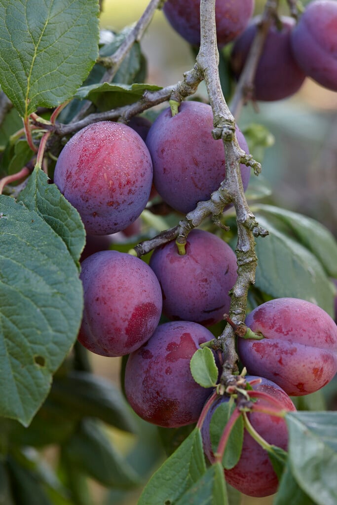 plum 'Jubilaeum'