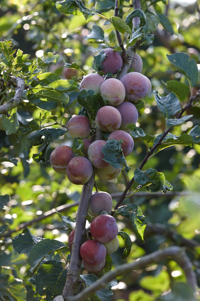 plum 'Jubilaeum'