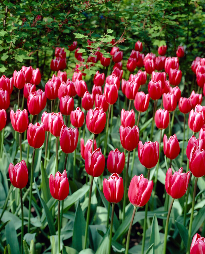 tulip 'Princess Victoria'