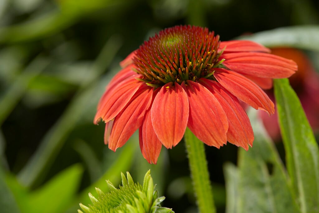 coneflower [Sombrero Hot Coral]