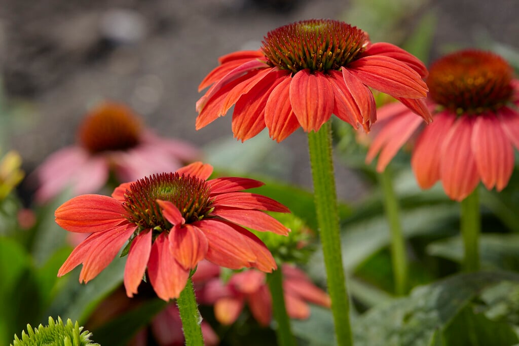 coneflower [Sombrero Hot Coral]