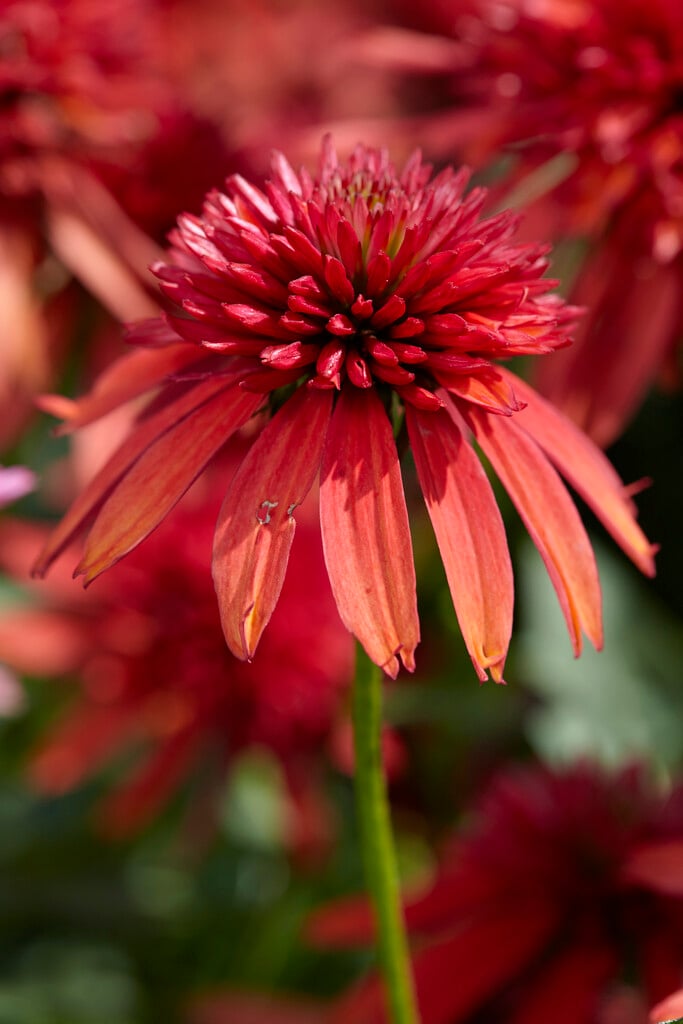 coneflower [Double Scoop Raspberry]