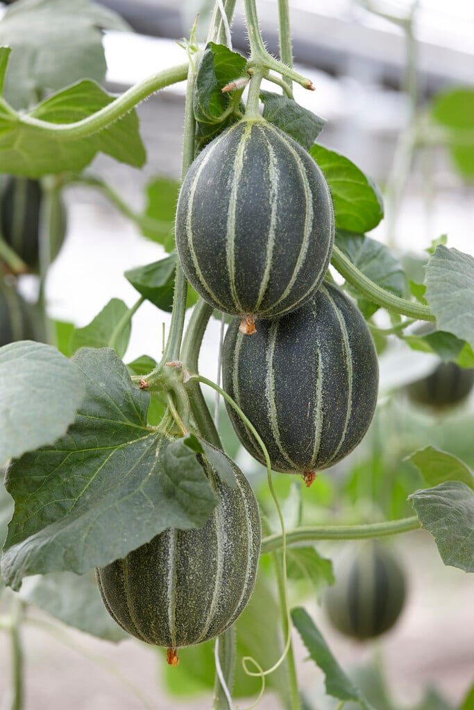 melon
