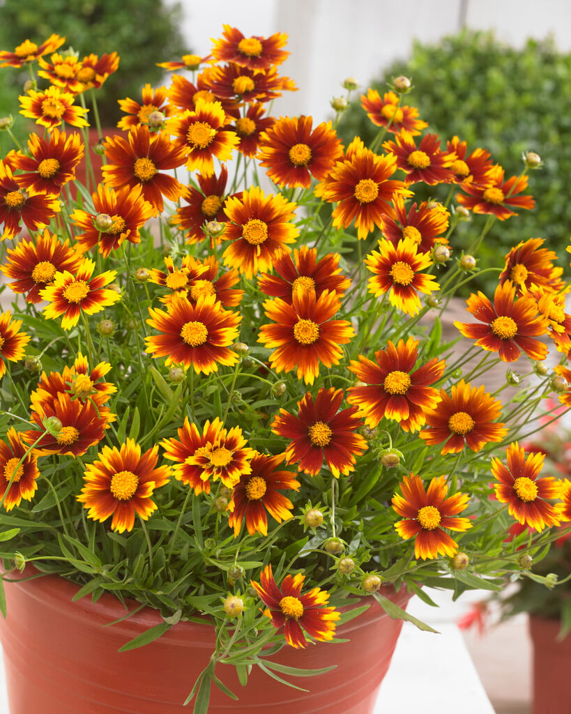 tickseed 'Daybreak'