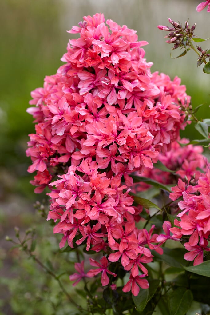 perennial phlox 'Cleopatra'