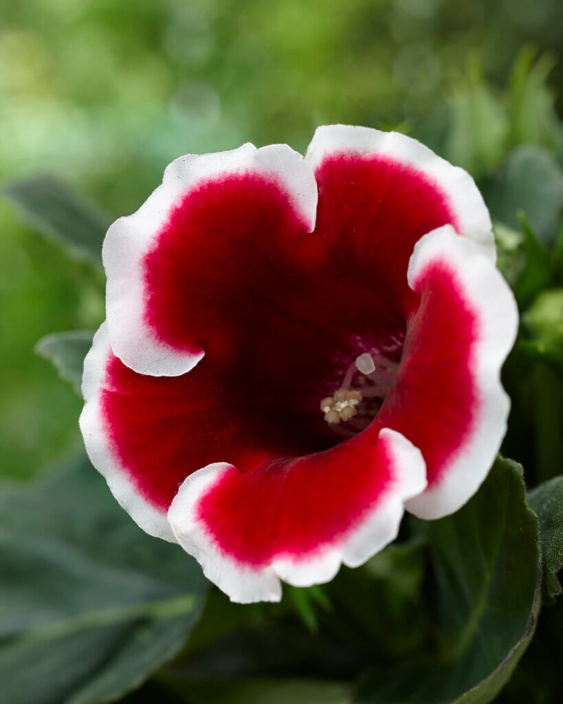 <i>Sinningia</i> <i>speciosa</i> 'Kaiser Friedrich'