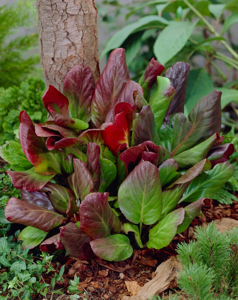 purple bergenia