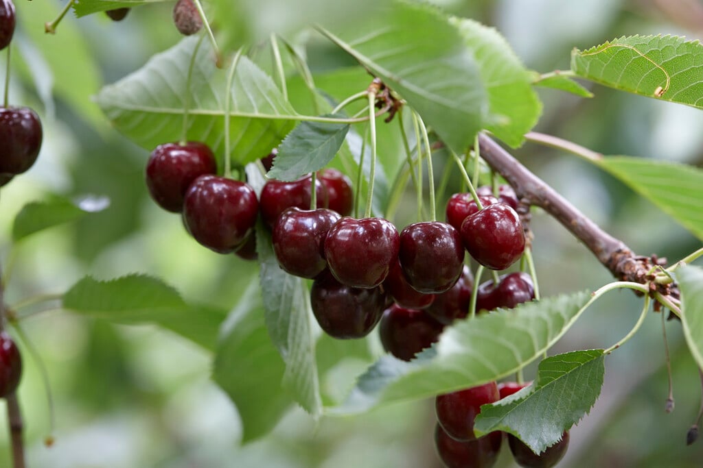 cherry 'Regina'