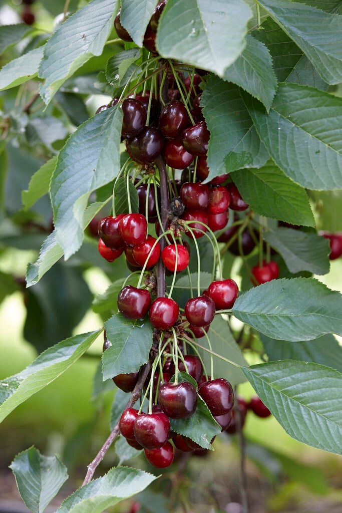 wild cherry