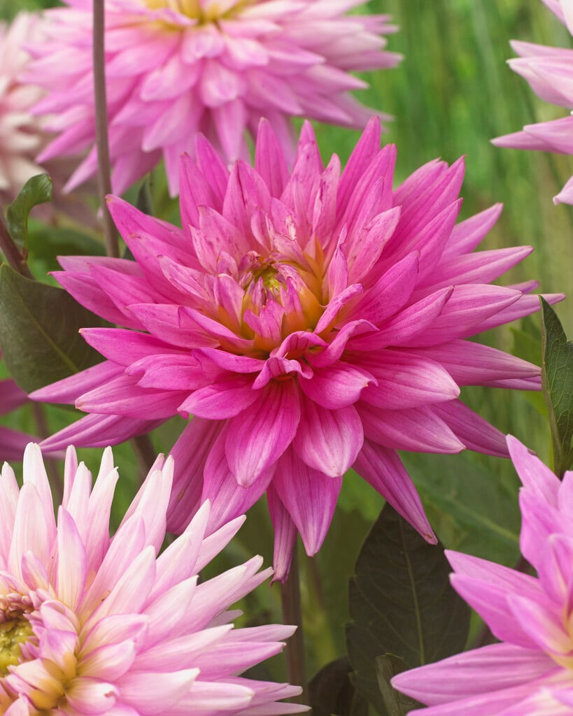 dahlia 'Karma Pink Corona'