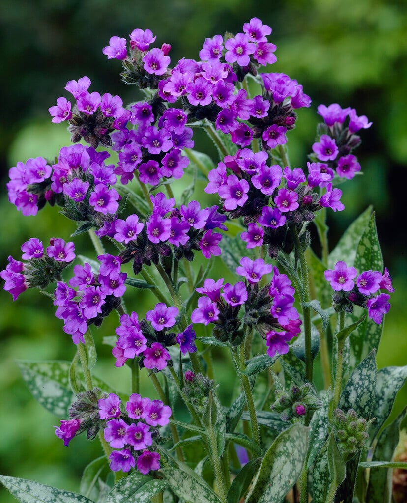 <em>Pulmonaria</em> <em>longifolia</em> subsp. <em>cevennensis</em>