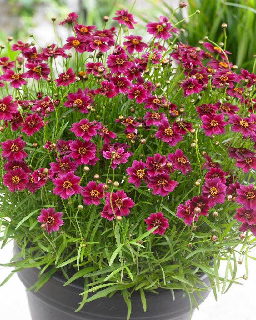 tickseed [Twinklebells Purple]