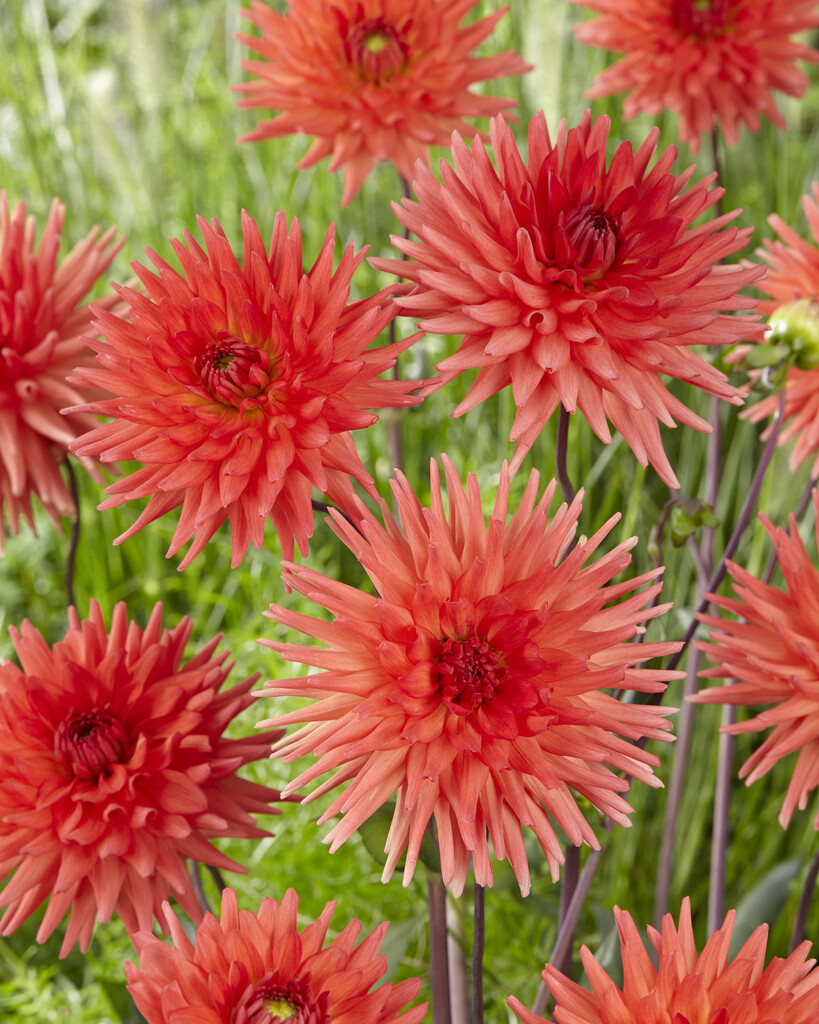 <i>Dahlia</i> 'Rockcliffe Billy' (S-c)
