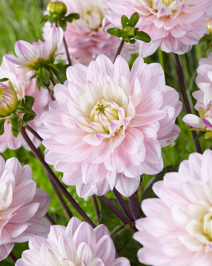 <i>Dahlia</i> 'Lady Kate' (D)