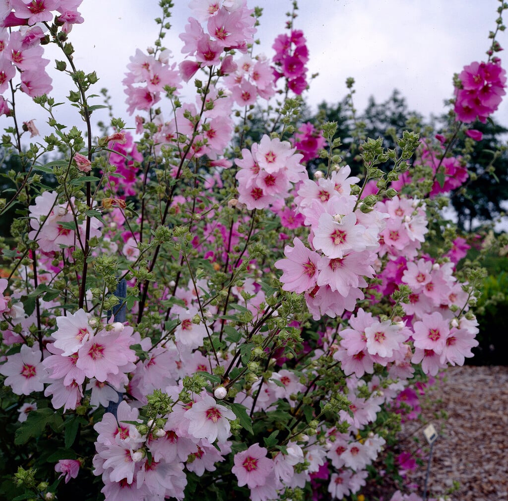 tree mallow 'Barnsley'