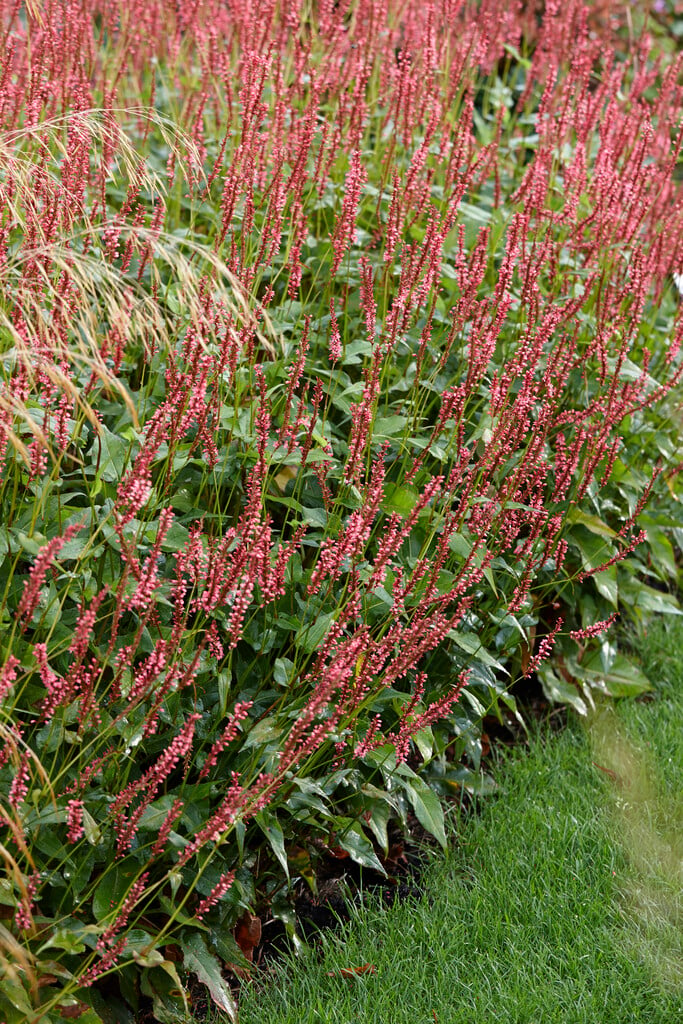 red bistort [Orange Field]