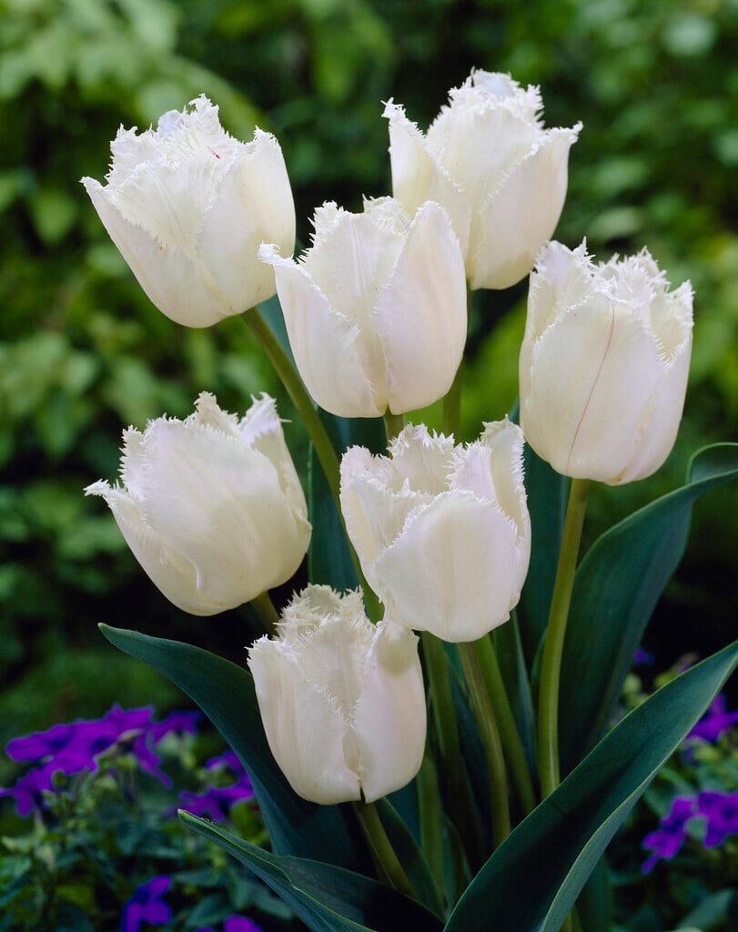 tulip 'Swan Wings'