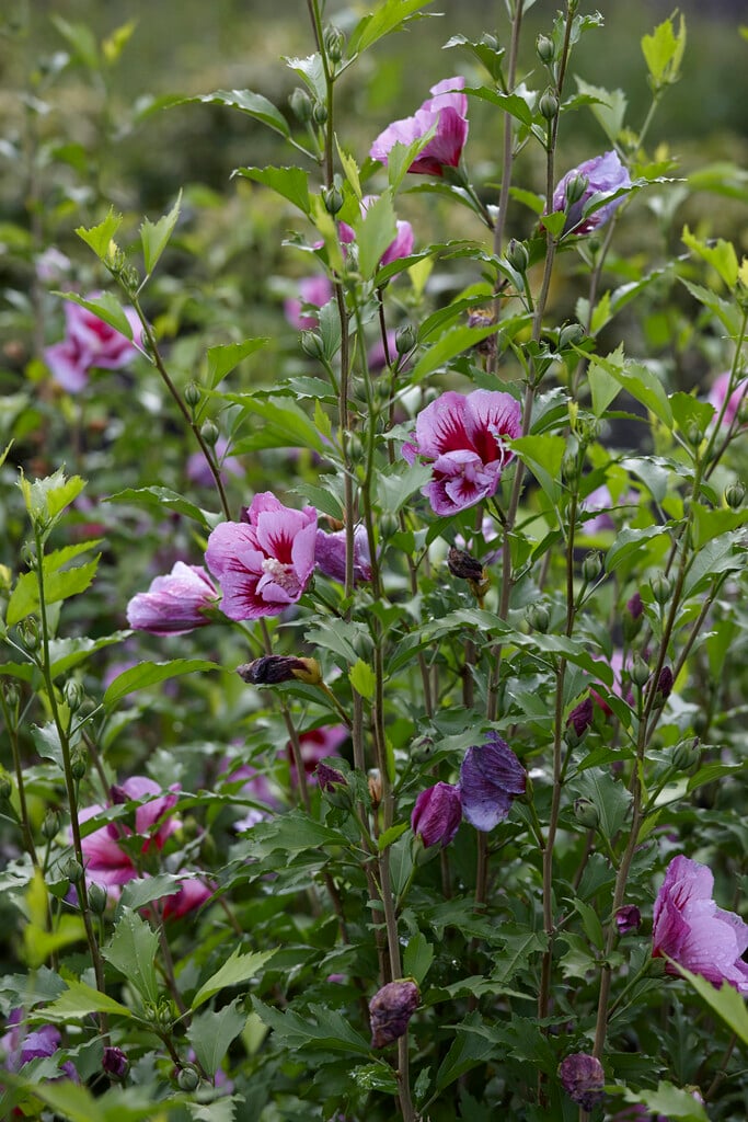 hibiscus-syriacus-gandini-santiago-pbr-rose-of-sharon-purple-pillar