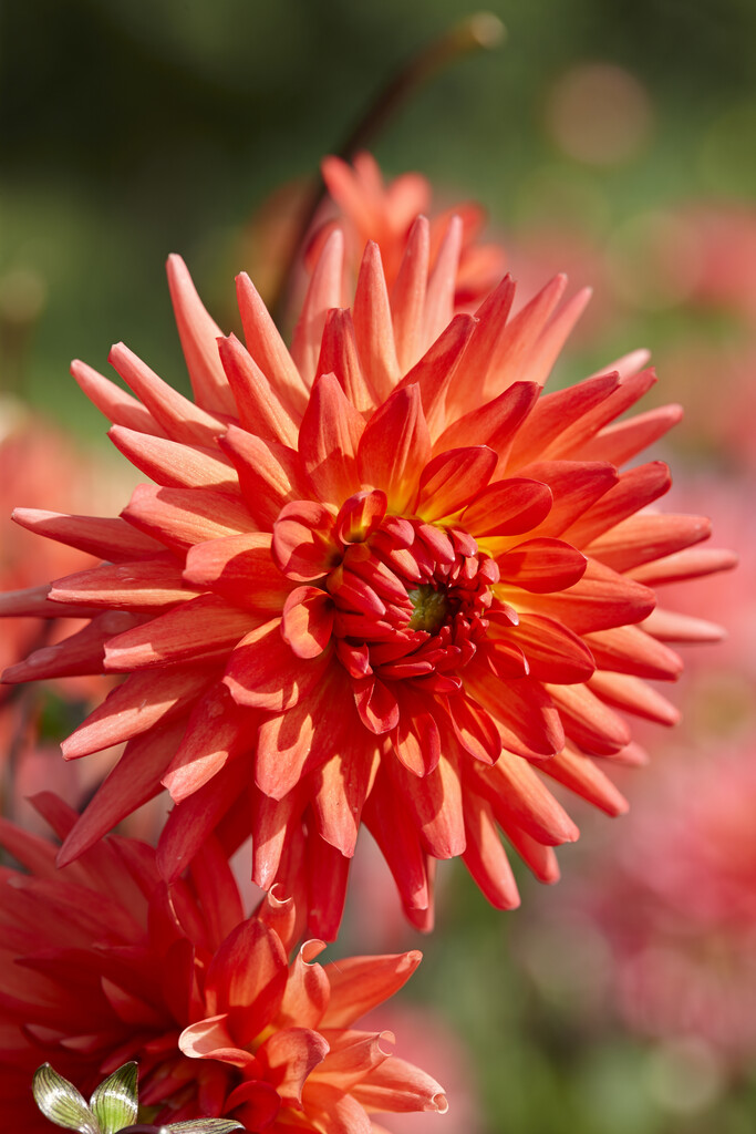 <i>Dahlia</i> 'Rockcliffe Billy' (S-c)