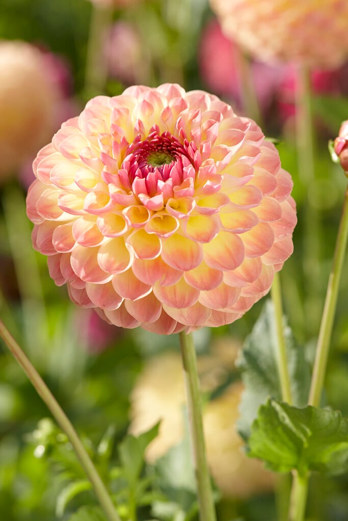<i>Dahlia</i> 'Lakeland Autumn' (D)